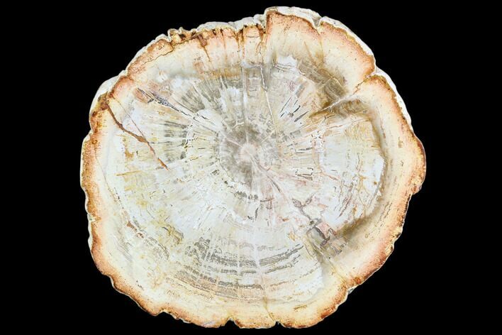 Petrified Wood (Araucaria) Slice - Madagascar #105366